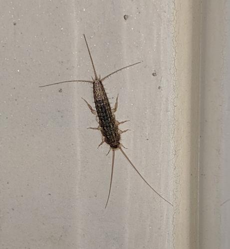 Ctenolepisma lineata
